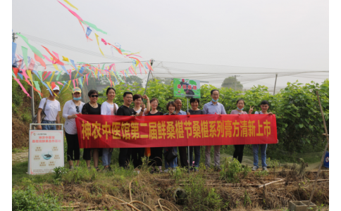 桑椹滿枝頭，采摘正當時- 神農(nóng)中醫(yī)館鮮桑椹合作基地采摘紀實